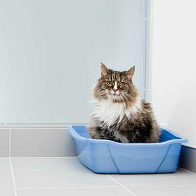 What Type Of Cat Litter Box Keeps Your Cat Healthy?