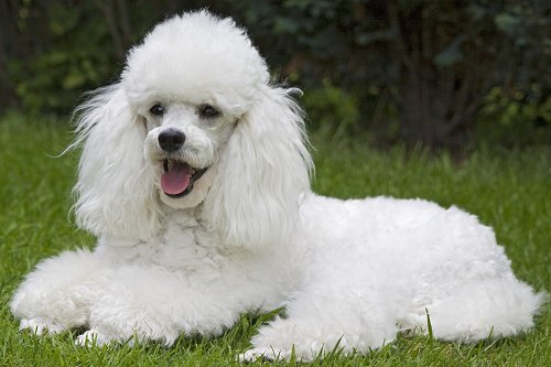 6 Must-Know Facts to Know Before You Adopt Standard Poodles